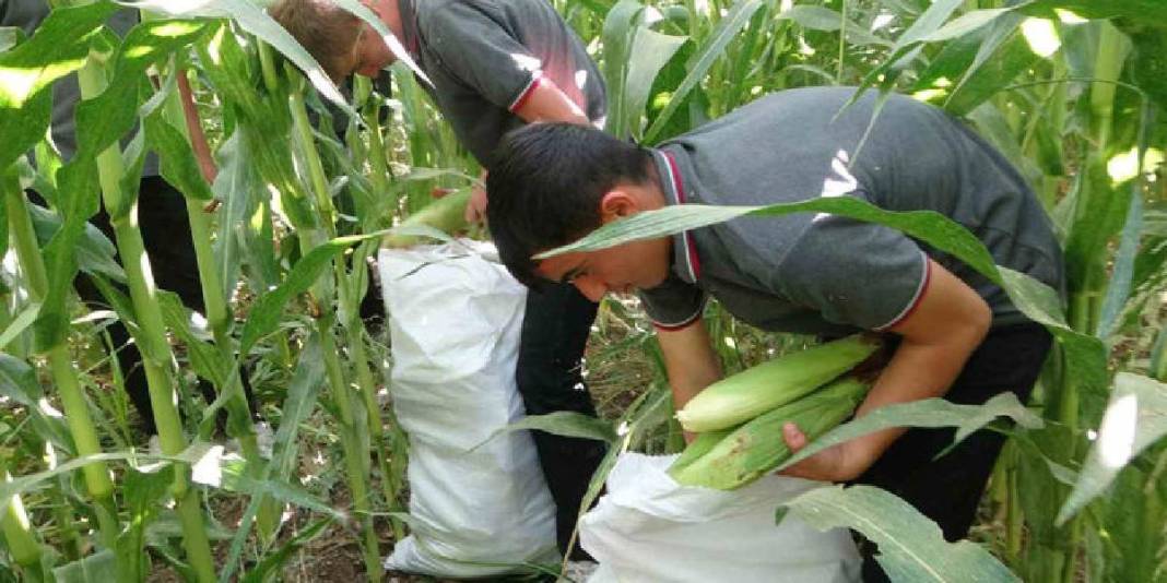Öğrenciler yetiştirdi, yine onlar hasat edecek! 110 dekarda bereketli ürün: 700 tona yakın hasat bekleniyor 1
